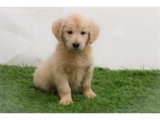 honn&#234;tes chiots Golden Retriever ..
