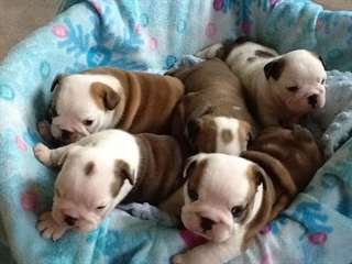 5 magnifiques chiots bouledogue anglais disponible