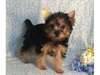 Yorkie Teacup chiots disponibles - photo 1