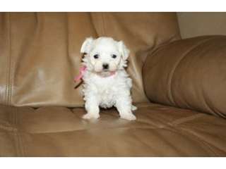 Chiots maltais Disponible ...