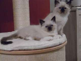Jolie femelle Sacr&#233; de birmanie : disponible