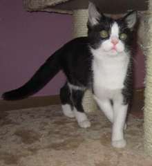 Disponible. Chaton &#224; donner