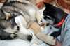 husky de Sibérie  .. - photo 1