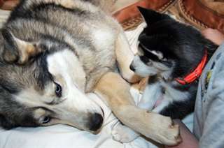 husky de Sib&#233;rie  ..