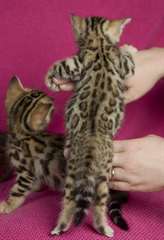 Beaux chatons bengal disponible pour adoption