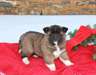 je propose mes chiots akita inu pour adopter - photo 1