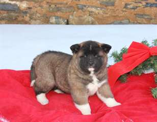 je propose mes chiots akita inu pour adopter