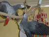 Paire de perroquets gris africains de parler appe - photo 2