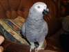 Paire de perroquets gris africains de parler appe - photo 3
