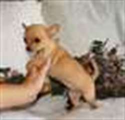 Chiot chihuahua male de couleur creme