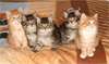 chatons norvégien à donner,Norvegian kittens - photo 1