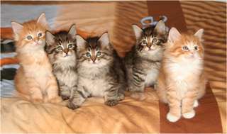 chatons norvégien à donner,Norvegian kittens