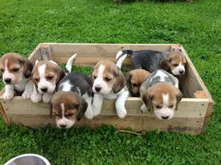 chiots beagle à donner Beagle puppies