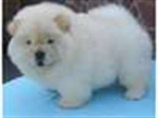 Chow Chow heureux chiots disponible