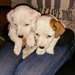 Magnifique chiotsJack Russell - photo 1