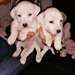 Magnifique chiotsJack Russell - photo 2