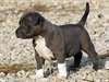 Chiots Pitbull Terrier américain à vendre - photo 1