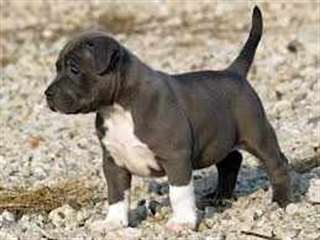 Chiots Pitbull Terrier américain à vendre
