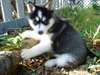 Danny et wild, deux chiot husky siberien a donner  - photo 2