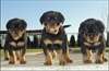6 Chiots rotweiller adoner pour noel - photo 2