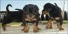 6 Chiots rotweiller adoner pour noel - photo 3