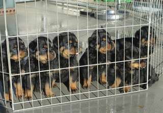 6 Chiots rotweiller adoner pour noel