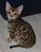 Magnifiques Type Chatons Savannah - photo 1