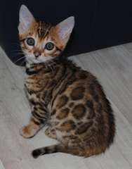 Magnifiques Type Chatons Savannah