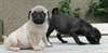 Superbes chiots carlin - photo 1