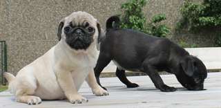 Superbes chiots carlin