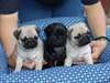 Superbes chiots carlin - photo 1