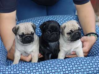 Superbes chiots carlin