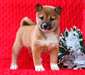 Magnifique Chiot Shiba inu - photo 1