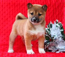 Magnifique Chiot Shiba inu