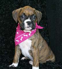 Chiots Boxer Male &amp; femelle