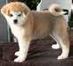je propose mes chiots akita inu pour adopter - photo 1