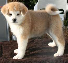je propose mes chiots akita inu pour adopter
