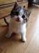 Chaton a donner - photo 1