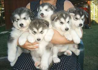 DES CHIOTS DE RACE ALASKAN MALAMUTE