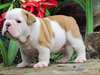 Super Beau Chiots Bulldog Anglais - photo 1