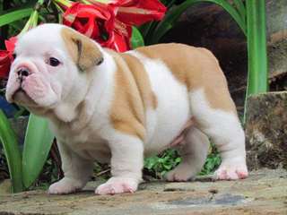 Super Beau Chiots Bulldog Anglais