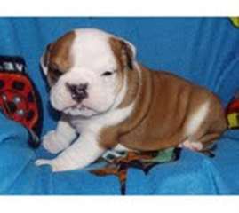 Anglais chiots bulldog mignons pour adoption.