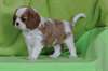 Donne chiot type CAVALIER KING CHARLES - photo 2
