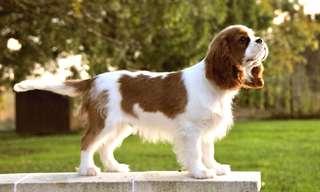 Donne chiot type CAVALIER KING CHARLES