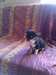 chihuahua femelle - photo 1