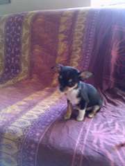 chihuahua femelle