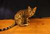 chatons bengale form&#233;s pour un foyer aimant. - photo 1