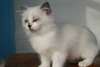 Chatons Ragdoll Blue bicolore - photo 1