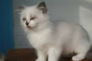 Chatons Ragdoll Blue bicolore