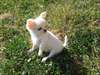 Calme chihuahua femellea donner - photo 2